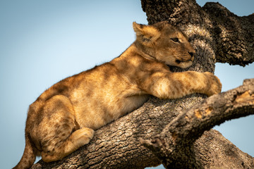 Close-up of lion cub clutching tree branch