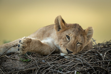 Close-up of lion cub dozing on sticks