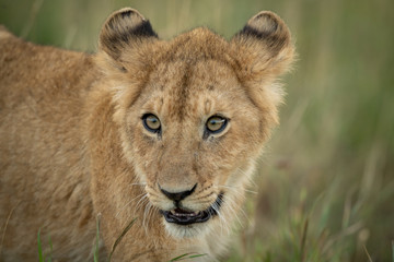 Obraz na płótnie Canvas Close-up of lion cub in long grass