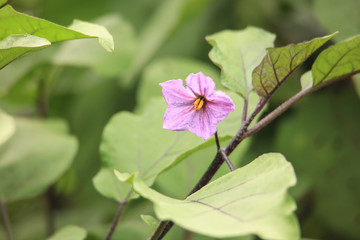 茄子の花