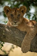 Close-up of lion cub in shady tree