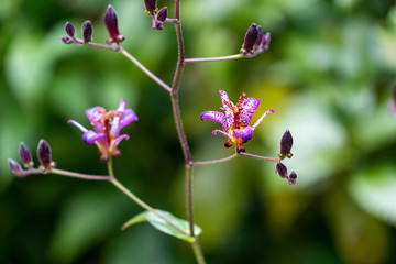 Flower of Japanese toadlily are start to bloom in Fukuoka city, JAPAN..