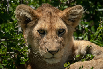 Close-up of lion cub in tree lying