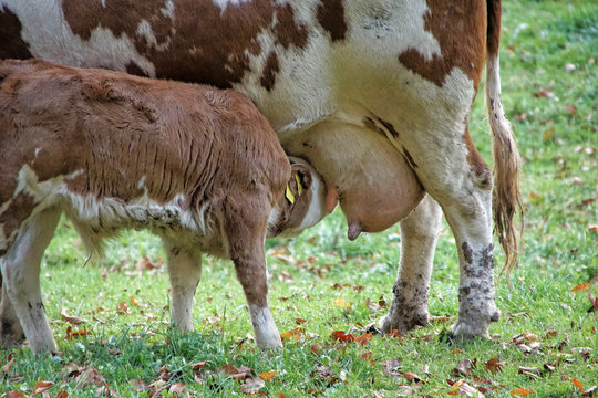 Little cute calf drinking milk from cow´s hudder