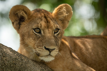 Close-up of lion cub lying in branches