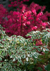 Cornus alba aibirica variegata with green and white plant leaves against the bush of Euonymus alatus Compactus background in autumn garden.