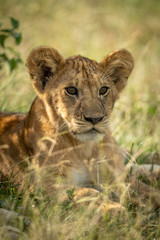 Obraz na płótnie Canvas Close-up of lion cub lying in grassland