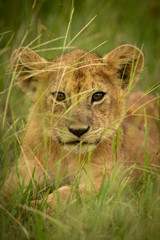 Naklejka premium Close-up of lion cub lying on grass