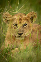 Close-up of lion cub lying on grass