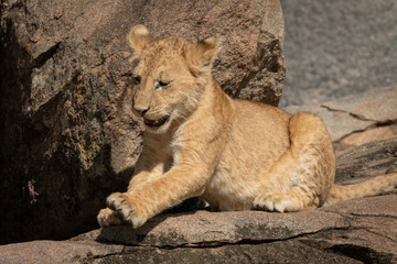 Fototapeta na wymiar Close-up of lion cub lying on kopje