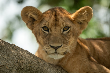 Close-up of lion cub lying on tree