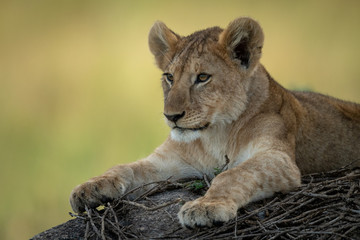 Close-up of lion cub lying on rock