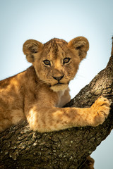 Close-up of lion cub on lichen-covered branch