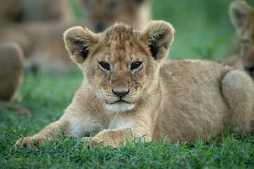 Plakat Close-up of lion cub on grass lying