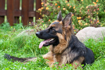 German Shepherd portrait lying on the grass in the garden against the background of a flower bed