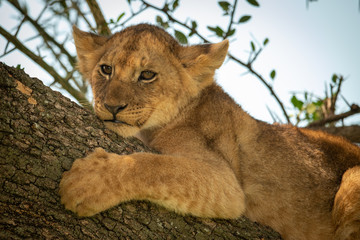 Close-up of lion cub on thick branch