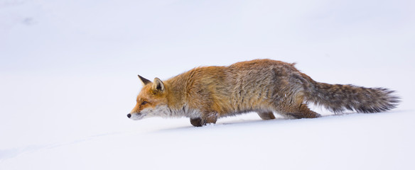Red fox (Vulpes vulpes), Zorro comun, zorro rojo
