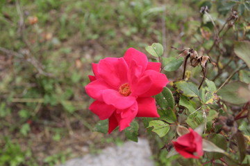 pink rose in the garden (flower,nature,garden,plant,red,green,tulip,fiore,natura,pianta,rosa,verde)