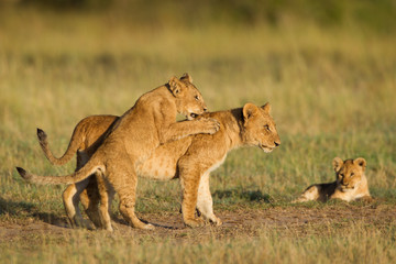 Obraz na płótnie Canvas African lion cubs (Panthera leo) playing, Maasai Mara National Reserve, Kenya, Africa.