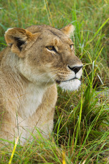 Obraz na płótnie Canvas Lioness (Panthera leo) in the grass, Masai Mara National Reserve, Kenya, Africa.