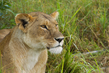Fototapeta na wymiar Lioness (Panthera leo) in the grass, Masai Mara National Reserve, Kenya, Africa.