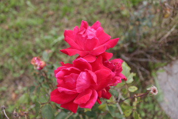 pink rose in the garden (flower,nature,garden,plant,red,green,tulip,fiore,natura,pianta,rosa,verde)