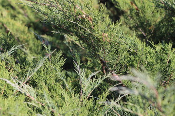 green thuja in the Park