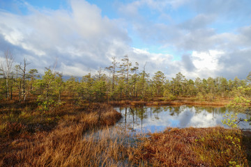 Fototapeta na wymiar View from walking wooden trail in the swamp in Cenas moorland (Cenas tirelis), Latvia, Europe. Sunny autumn day. Out of focus reflection in the lake water.