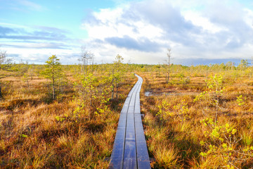 Walking wooden trail in the swamp in moorland (Cenas tirelis), Latvia. Sunny autumn day.
