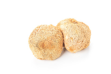 Fresh hericium erinaceus on white background