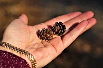 small fir cones on his arm
