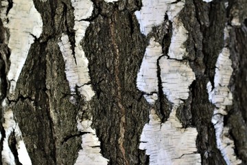 the bark of the birch cracked
