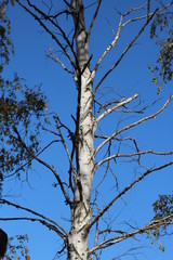 dry dead birch tree
