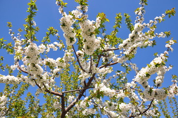 white blossom in spring