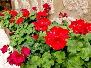 Beautiful red flowers in a pot