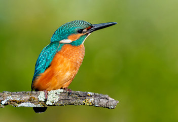 Fototapeta premium Kingfisher perched on a branch