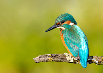 Kingfisher perched on a branch