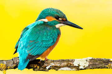 Kingfisher perched on a branch