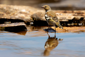 Beautiful small bird drinking