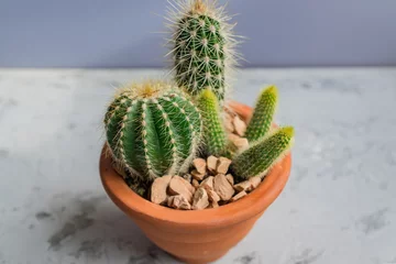 Fototapete Toilette Succulents in orange baked clay pot. Scandinavian room interior decoration, copy space  © IKvyatkovskaya