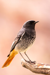 Small bird on a trunk