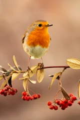 Foto auf Acrylglas Hübscher Vogel mit einem schönen roten Gefieder © Gelpi