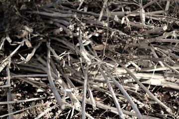dry grass gathered in a pile