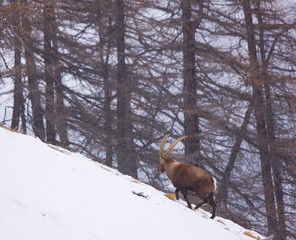 Alpine ibex (Capra ibex), Ibice de los Alpes, Gran Paradiso National Park, Aosta Valley, Italy, Europe