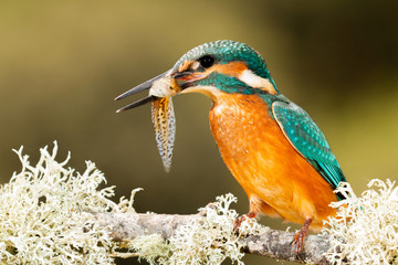 Kingfisher perched on a branch