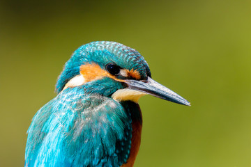 Kingfisher perched on a branch