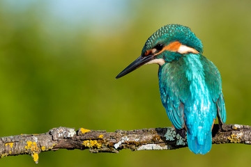 Kingfisher perched on a branch