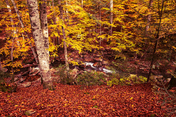 Beautiful autumn landscape