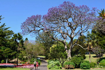 A view in the Royal Botanic Gardens at Sydney.