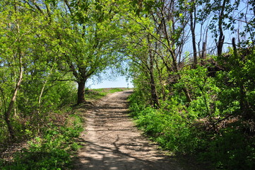 path in the village forest